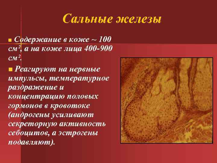 Сальные железы Содержание в коже ~ 100 см², а на коже лица 400 -900