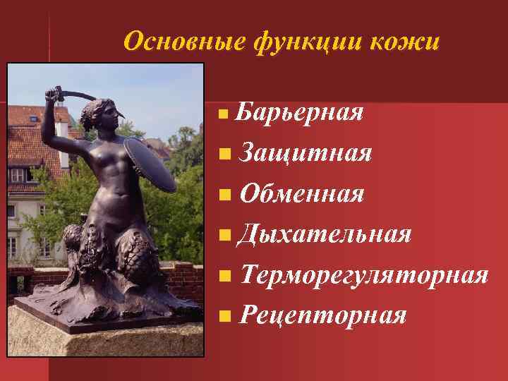 Основные функции кожи Барьерная n Защитная n Обменная n Дыхательная n Терморегуляторная n Рецепторная