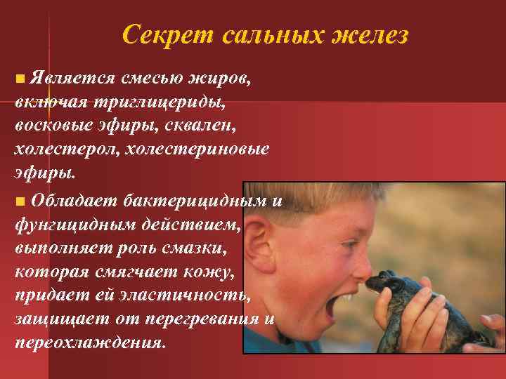 Секрет сальных желез Является смесью жиров, включая триглицериды, восковые эфиры, сквален, холестерол, холестериновые эфиры.