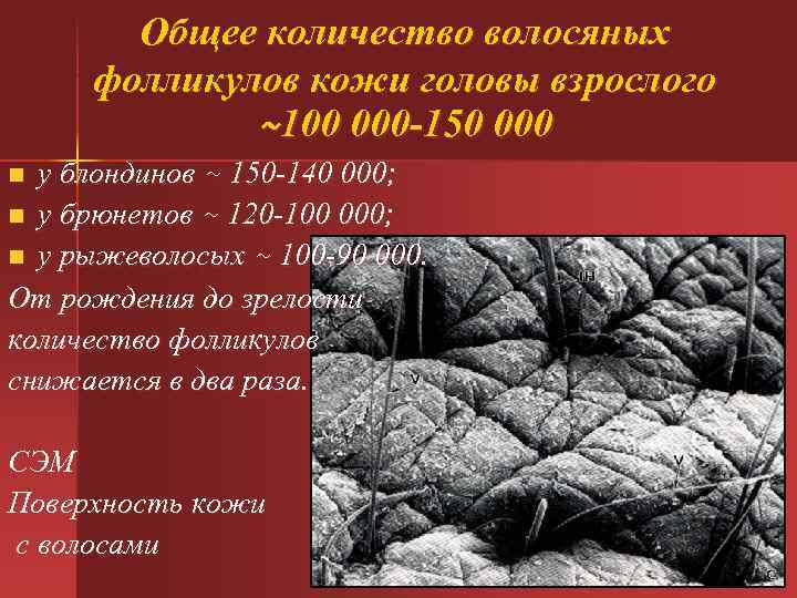 Общее количество волосяных фолликулов кожи головы взрослого ~100 000 -150 000 у блондинов ~