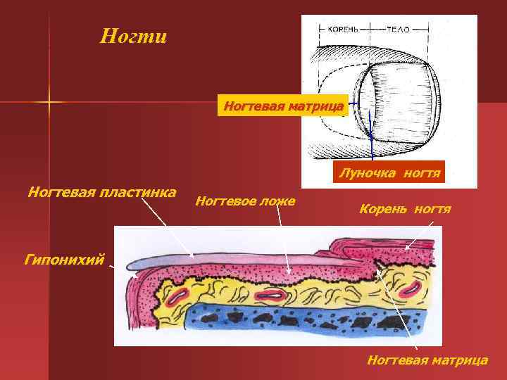 Ногти Ногтевая матрица Луночка ногтя Ногтевая пластинка Ногтевое ложе Корень ногтя Гипонихий Ногтевая матрица