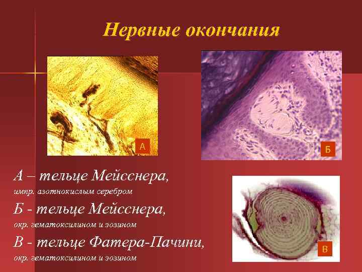 Нервные окончания А Б А – тельце Мейсснера, импр. азотнокислым серебром Б - тельце