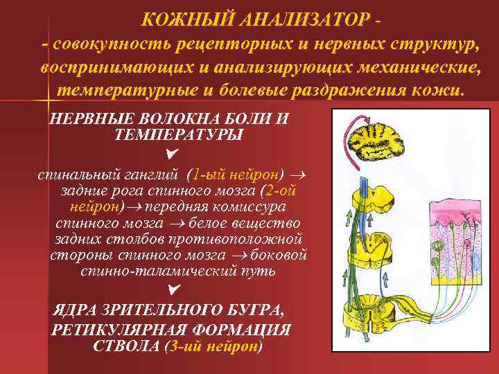 КОЖНЫЙ АНАЛИЗАТОР - совокупность рецепторных и нервных структур, воспринимающих и анализирующих механические, температурные и