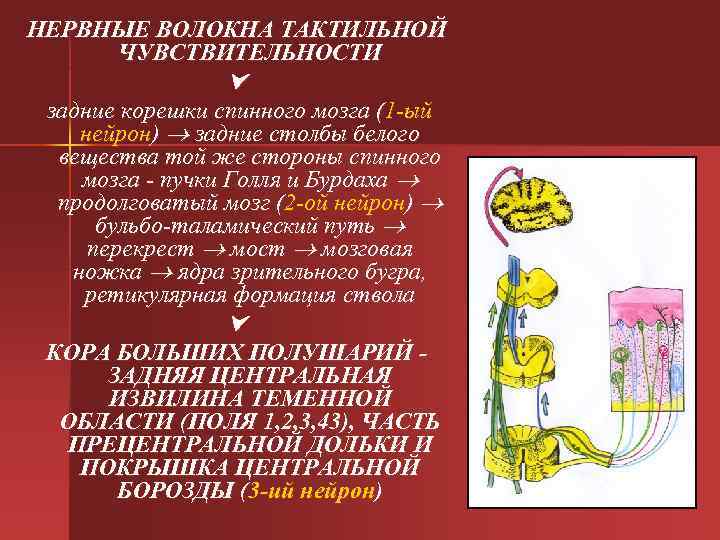 НЕРВНЫЕ ВОЛОКНА ТАКТИЛЬНОЙ ЧУВСТВИТЕЛЬНОСТИ задние корешки спинного мозга (1 -ый нейрон) задние столбы белого