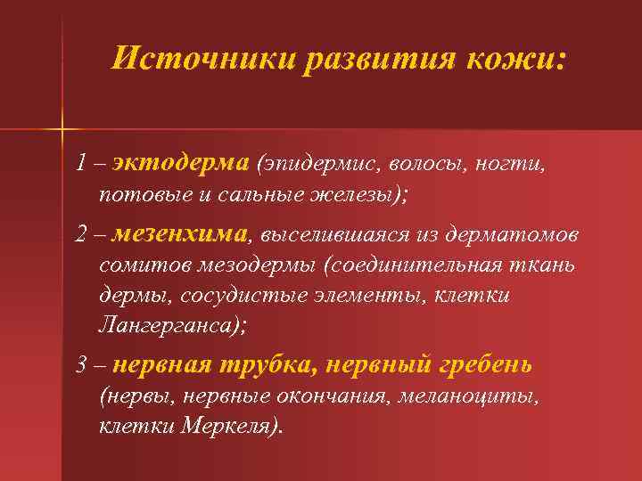 Источники развития кожи: 1 – эктодерма (эпидермис, волосы, ногти, потовые и сальные железы); 2