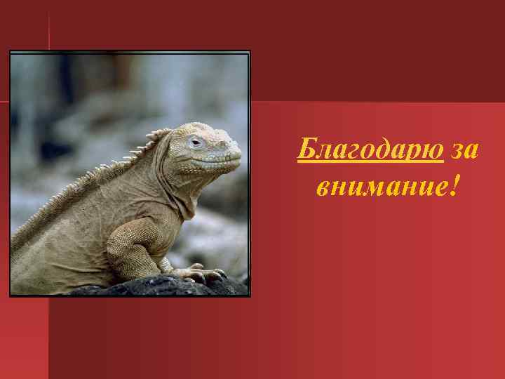 Благодарю за внимание! 