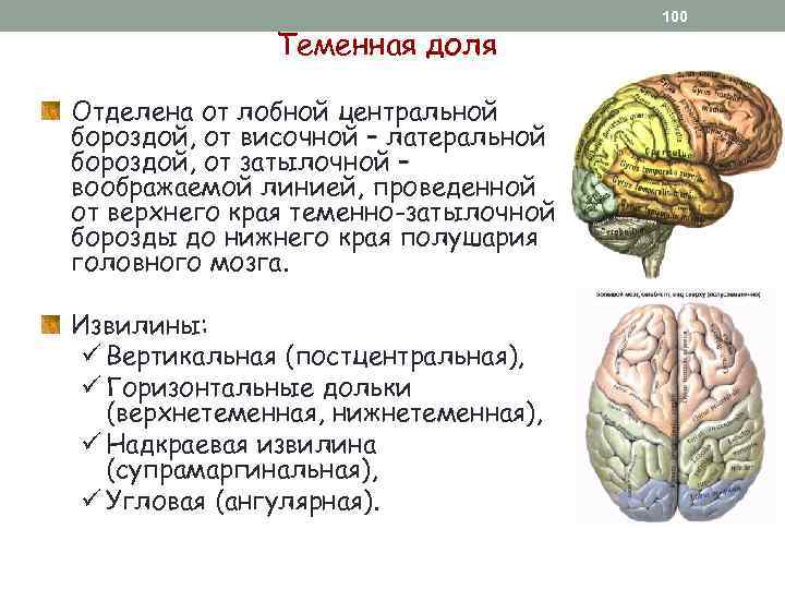 Теменная доля Отделена от лобной центральной бороздой, от височной – латеральной бороздой, от затылочной