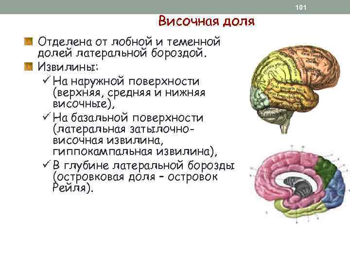 Височная доля Отделена от лобной и теменной долей латеральной бороздой. Извилины: ü На наружной