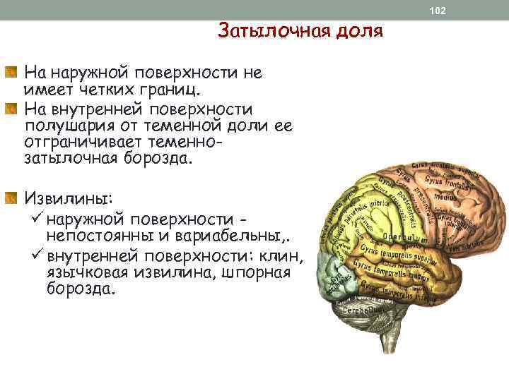 Затылочная доля На наружной поверхности не имеет четких границ. На внутренней поверхности полушария от