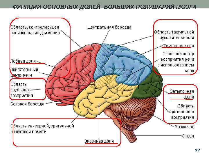 ФУНКЦИИ ОСНОВНЫХ ДОЛЕЙ БОЛЬШИХ ПОЛУШАРИЙ МОЗГА 27 
