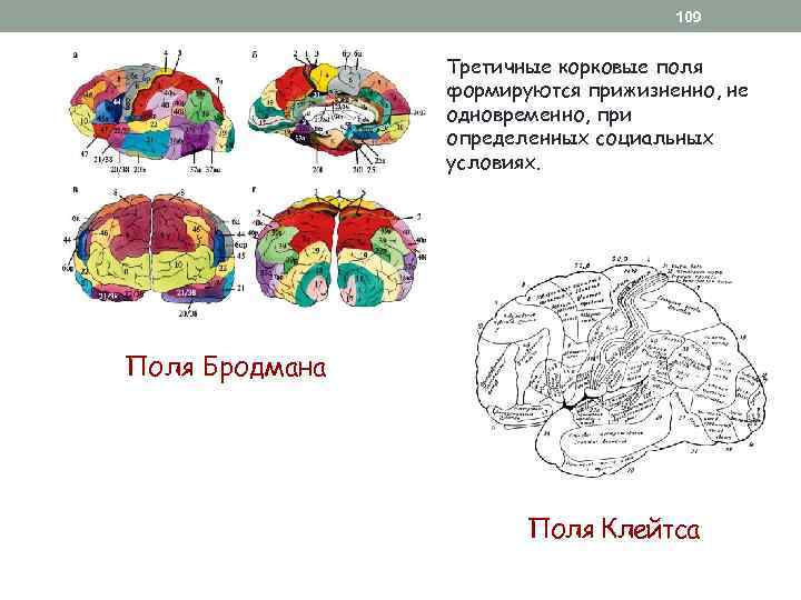 109 Третичные корковые поля формируются прижизненно, не одновременно, при определенных социальных условиях. Поля Бродмана