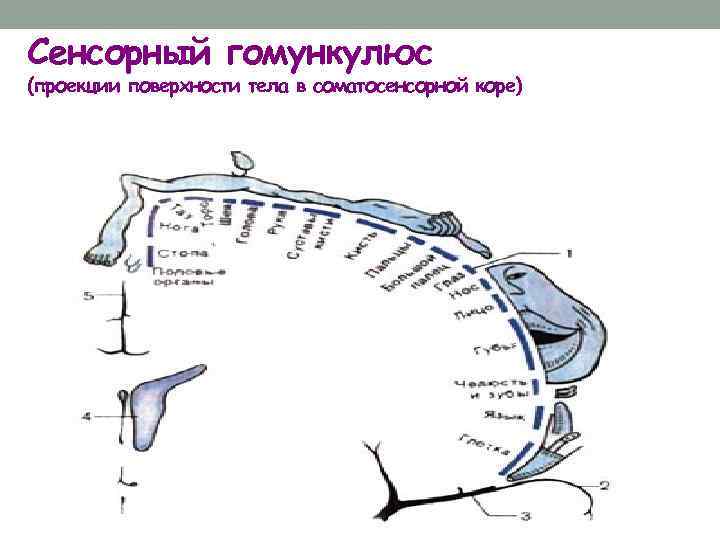 Сенсорный гомункулюс (проекции поверхности тела в соматосенсорной коре) 