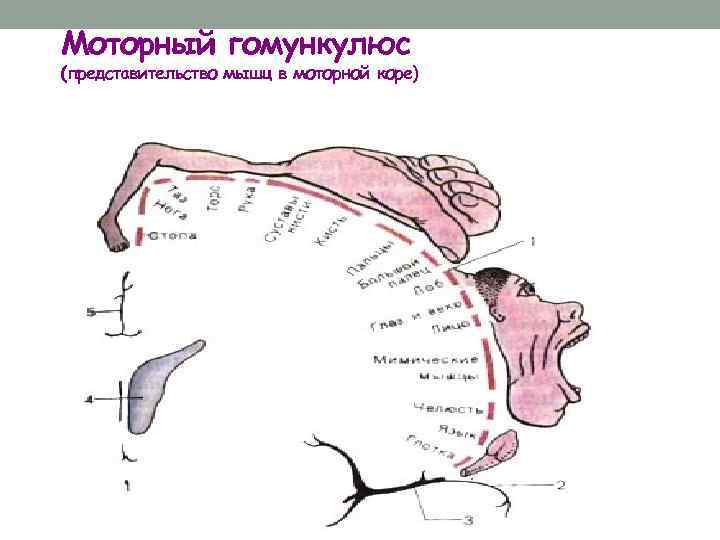 Моторный гомункулюс (представительство мышц в моторной коре) 