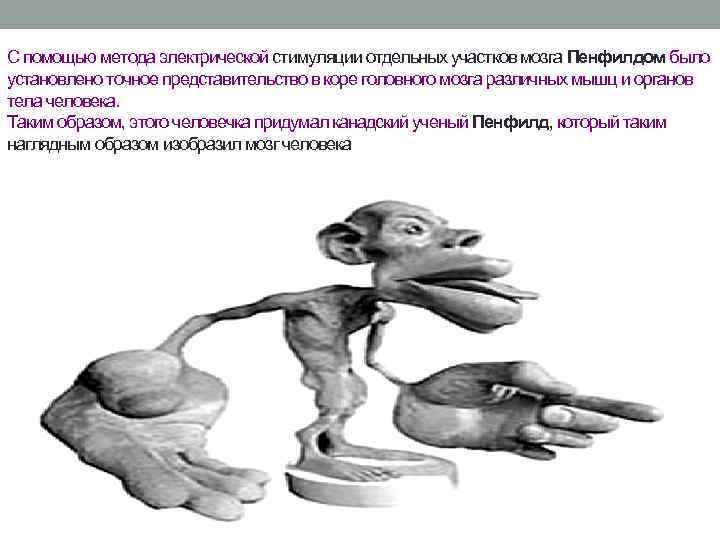С помощью метода электрической стимуляции отдельных участков мозга Пенфилдом было установлено точное представительство в