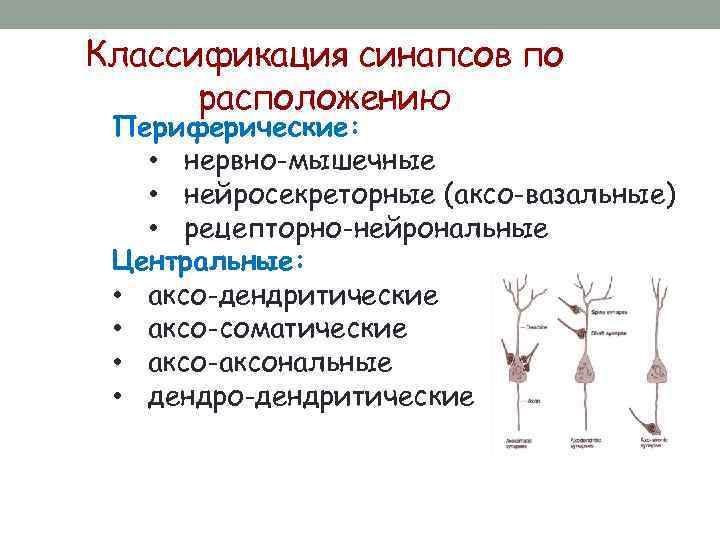 Классификация синапсов по расположению Периферические: • нервно-мышечные • нейросекреторные (аксо-вазальные) • рецепторно-нейрональные Центральные: •