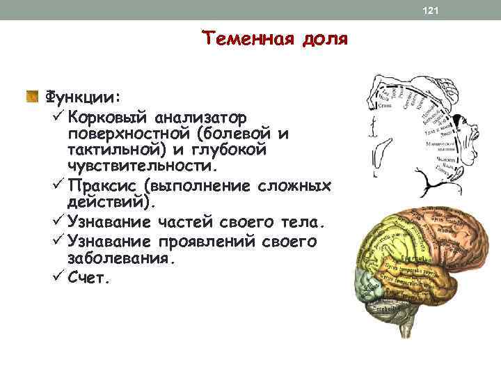 121 Теменная доля Функции: ü Корковый анализатор поверхностной (болевой и тактильной) и глубокой чувствительности.