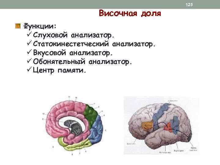 Височная доля Функции: ü Слуховой анализатор. ü Статокинестетческий анализатор. ü Вкусовой анализатор. ü Обонятельный