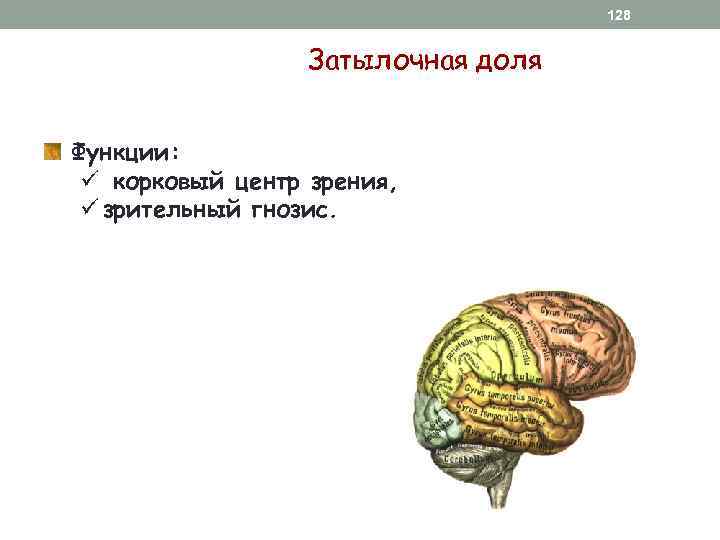128 Затылочная доля Функции: ü корковый центр зрения, ü зрительный гнозис. 