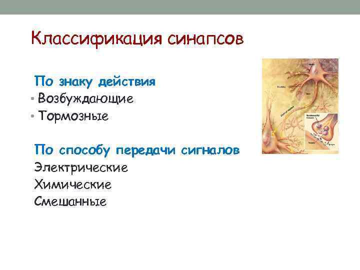 Классификация синапсов По знаку действия • Возбуждающие • Тормозные По способу передачи сигналов Электрические