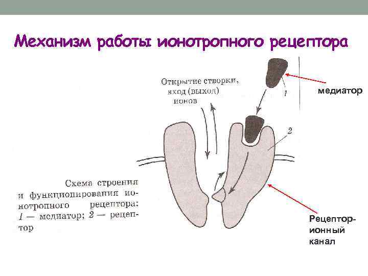 Механизм работы ионотропного рецептора медиатор Рецепторионный канал 