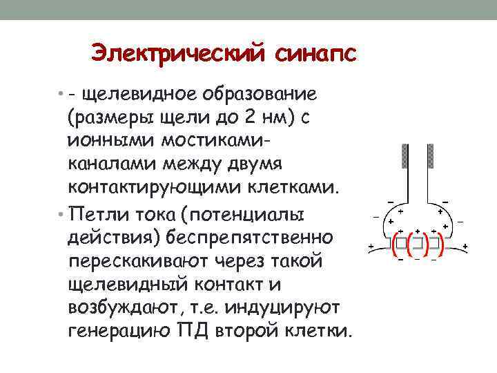 Электрический синапс • - щелевидное образование (размеры щели до 2 нм) с ионными мостикамиканалами