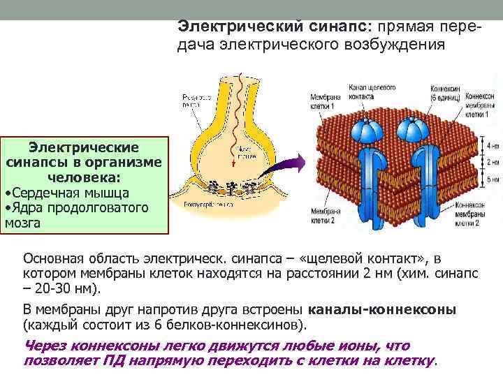 Рассмотрите схему и подпишите названия структурных элементов химического и электрического синапсов