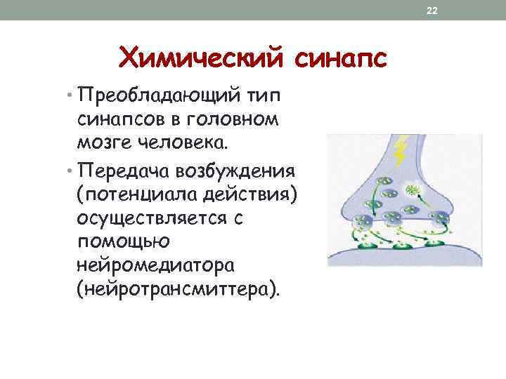 22 Химический синапс • Преобладающий тип синапсов в головном мозге человека. • Передача возбуждения