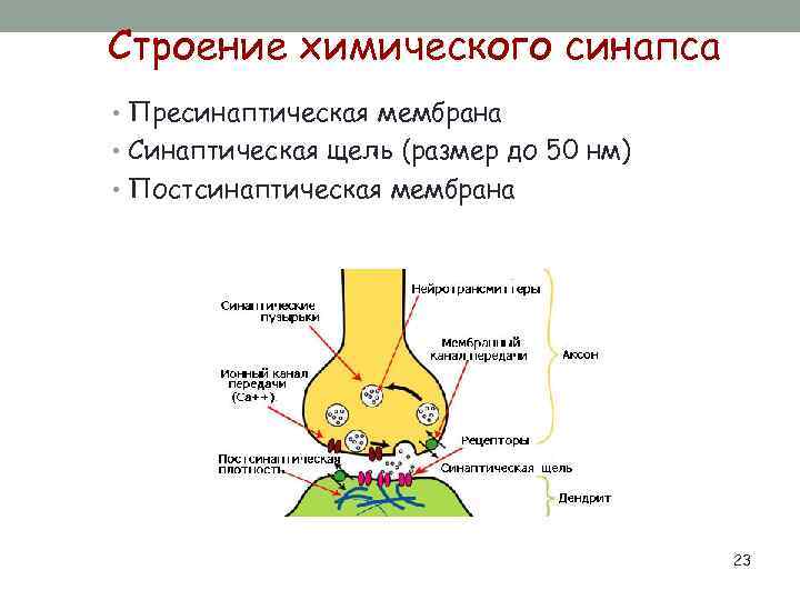 Строение химического синапса • Пресинаптическая мембрана • Синаптическая щель (размер до 50 нм) •