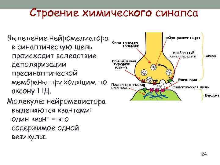 Строение химического синапса Выделение нейромедиатора в синаптическую щель происходит вследствие деполяризации пресинаптической мембраны приходящим