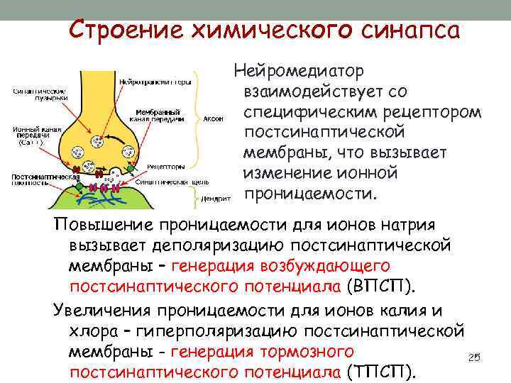 Строение химического синапса Нейромедиатор взаимодействует со специфическим рецептором постсинаптической мембраны, что вызывает изменение ионной