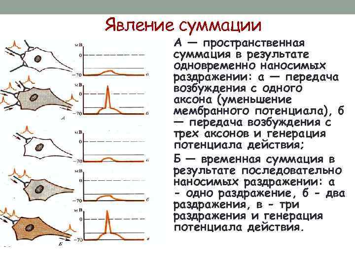 Явление суммации • А — пространственная суммация в результате одновременно наносимых раздражении: а —