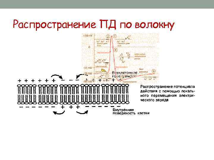 Распространение ПД по волокну 