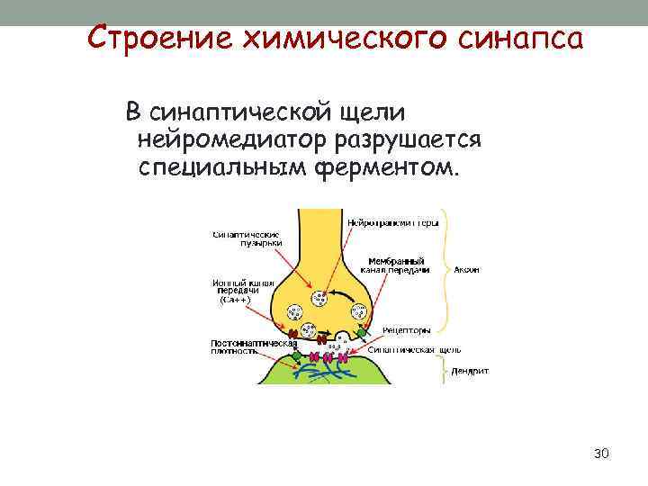 Строение химического синапса В синаптической щели нейромедиатор разрушается специальным ферментом. 30 