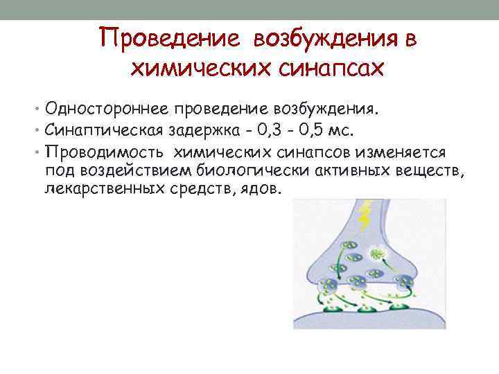 Проведение возбуждения в химических синапсах • Одностороннее проведение возбуждения. • Синаптическая задержка - 0,
