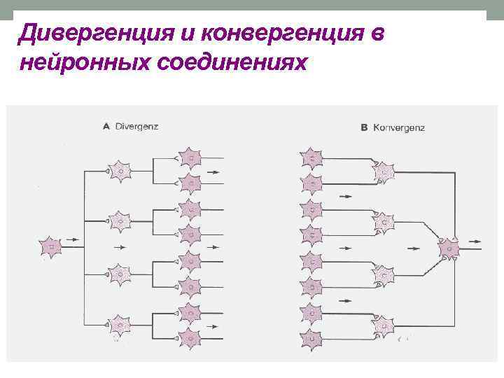 Дивергенция и конвергенция в нейронных соединениях 