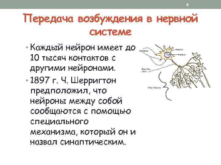 4 Передача возбуждения в нервной системе • Каждый нейрон имеет до 10 тысяч контактов