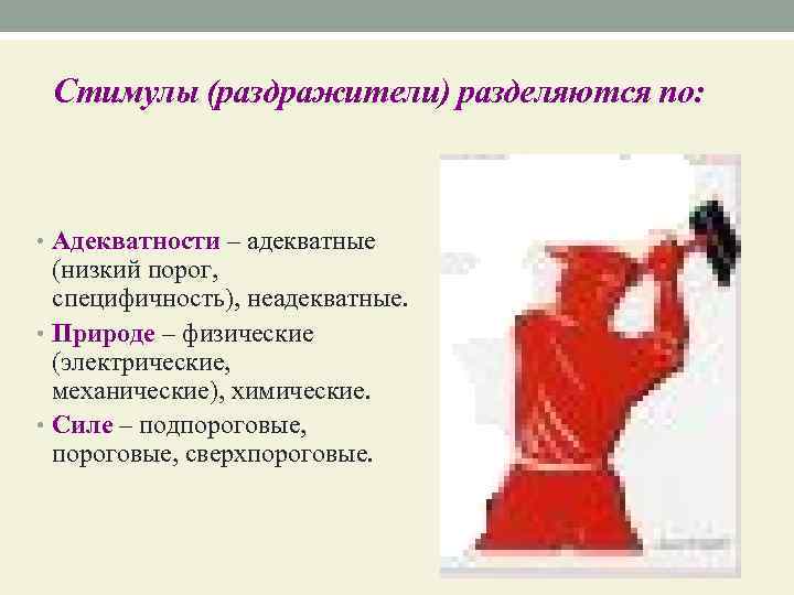 Стимулы (раздражители) разделяются по: • Адекватности – адекватные (низкий порог, специфичность), неадекватные. • Природе