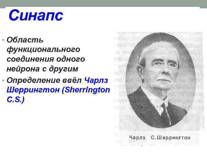 Синапс • Область функционального соединения одного нейрона с другим • Определение ввёл Чарлз Шеррингтон