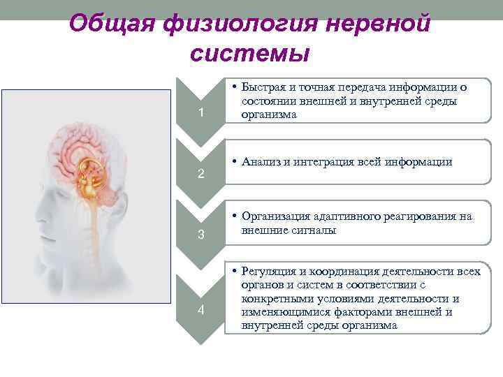 Общая физиология нервной системы 1 2 3 4 • Быстрая и точная передача информации