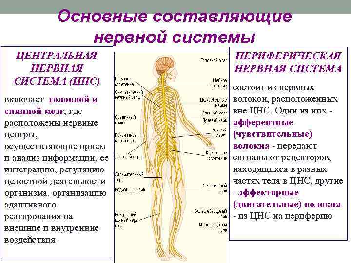 Основные составляющие нервной системы ЦЕНТРАЛЬНАЯ НЕРВНАЯ СИСТЕМА (ЦНС) включает головной и спинной мозг, где