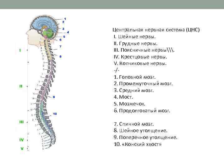 Центральная нервная система (ЦНС) I. Шейные нервы. II. Грудные нервы. III. Поясничные нервы\. IV.