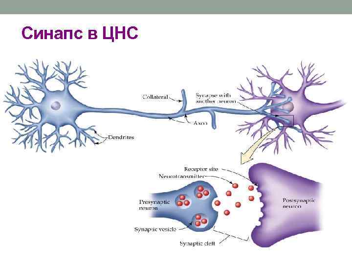 Синапс в ЦНС 