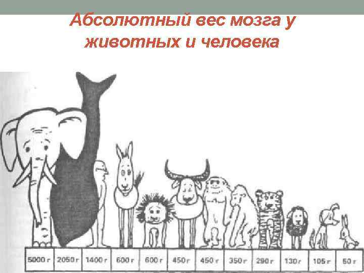 Абсолютный вес мозга у животных и человека 