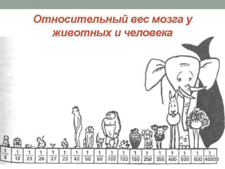 Относительный вес мозга у животных и человека 