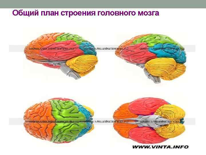 Общий план строения головного мозга 