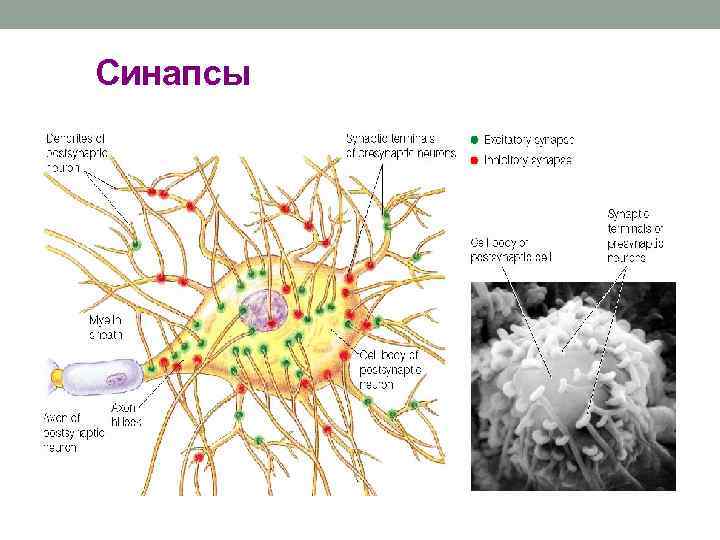 Синапсы 