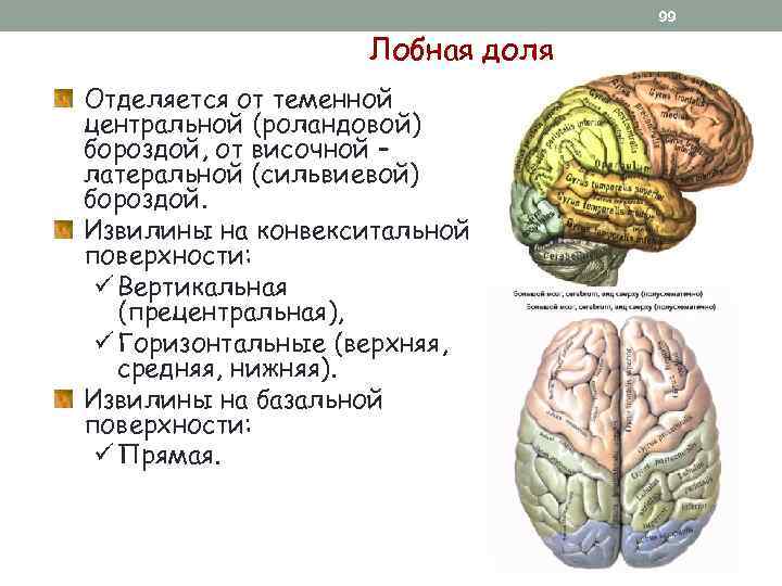 99 Лобная доля Отделяется от теменной центральной (роландовой) бороздой, от височной – латеральной (сильвиевой)