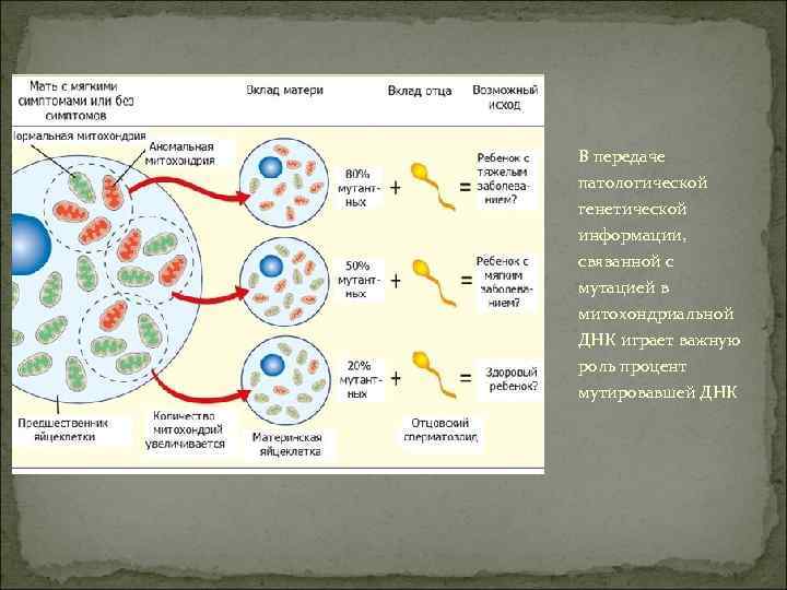 В передаче патологической генетической информации, связанной с мутацией в митохондриальной ДНК играет важную роль