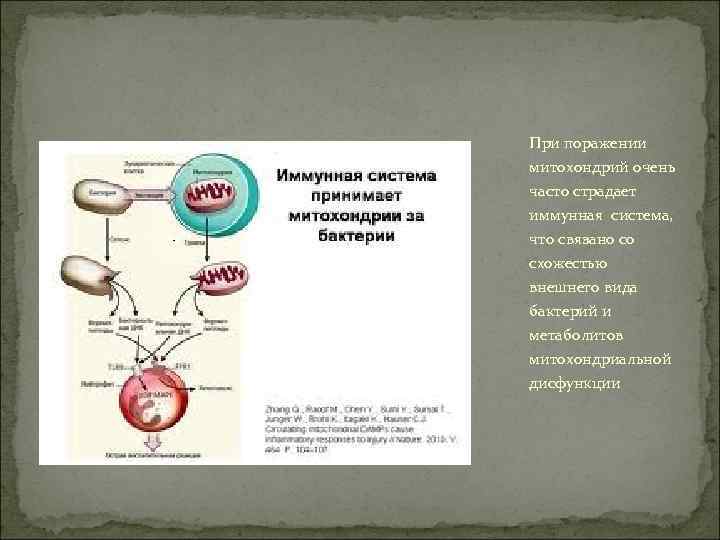 При поражении митохондрий очень часто страдает иммунная система, что связано со схожестью внешнего вида