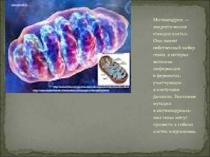 Митохондрии — энергетические станции клетки. Они имеют собственный набор генов, в которых записана информация